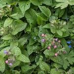 Pulmonaria officinalis Habitus