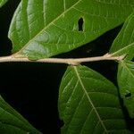 Dichapetalum donnell-smithii Leaf