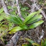 Angraecum cadetii Hábitos