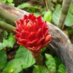 Costus curvibracteatus Flower