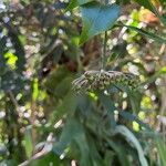 Marcgravia umbellata Fruto