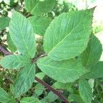 Rubus montanus Blatt