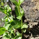 Veronica serpyllifolia Hoja