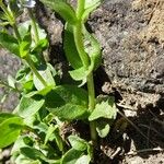 Veronica serpyllifolia برگ