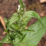 Epilobium lanceolatum Leaf