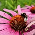 Echinacea angustifolia 其他