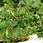 Tilia cordata Hedelmä