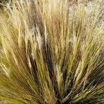 Stipa speciosa Habit