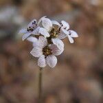 Jepsonia malvifolia Cvet