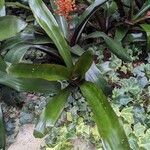 Aechmea miniata Φύλλο