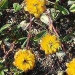 Trifolium badium Yeri