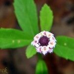 Phyla lanceolata Virág