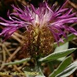 Centaurea jordaniana 花