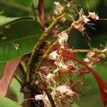 Hylodendron gabunense Flor
