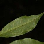 Trymatococcus oligandrus Leaf