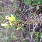 Linaria genistifolia Çiçek