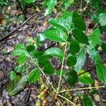 Bursera simaruba ഇല