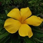 Turnera angustifolia Floare