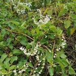 Fallopia baldschuanica Flor