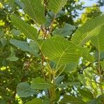 Cotinus obovatus পাতা