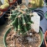 Echinocactus texensis Yaprak