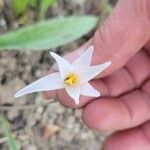 Erythronium albidum Flower