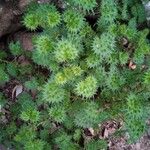 Urtica bianorii পাতা
