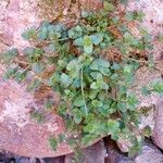 Stemodia verticillata Blatt