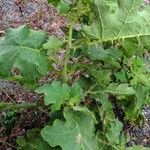 Solanum stramoniifolium Lehti