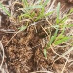Microchloa kunthii Blatt