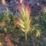 Bromus rubens Fruit