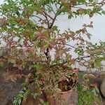 Prunus cerasifera Leht