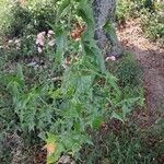 Atriplex sagittata Habit