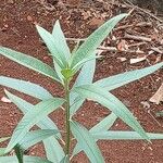 Vernonia noveboracensis Leaf