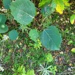 Populus grandidentata Folha