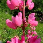 Lupinus polyphyllus Fleur