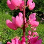 Lupinus polyphyllus Flower