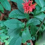 Pachystachys coccinea Feuille