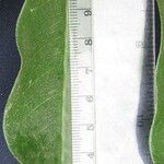 Zanthoxylum acuminatum Otro