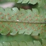 Dryopteris cycadina 葉