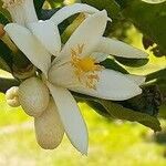 Citrus reticulata Flor