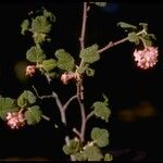 Ribes malvaceum Hábitos