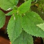 Boehmeria cylindrica Листок
