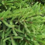 Picea orientalisFulla