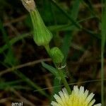 Pyrrhopappus carolinianus Λουλούδι