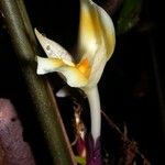 Goeppertia hammelii Flower