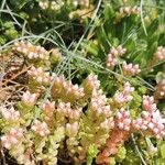 Sedum anglicum Habitus