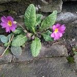 Primula vulgaris Hábito