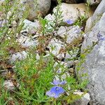 Veronica austriaca Habit