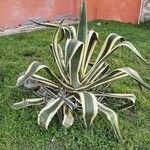 Agave americana Habit